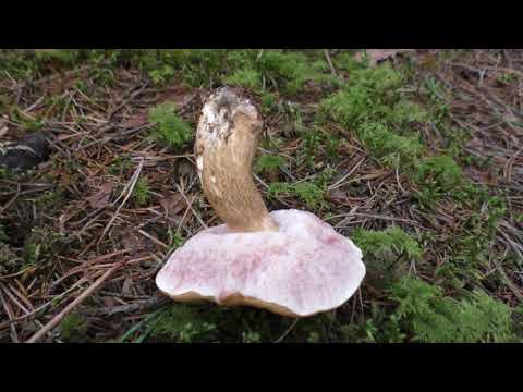 . Гриб со сложным характером. Желчный гриб - Tylopilus felleus