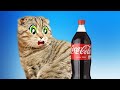 Cat&#39;s challenges -My cat really hates Oranges Coca Cola and Aspirin