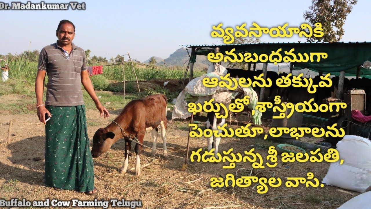 Successful and Profitable Cow Dairy Farming Jalapathi Success Story