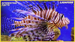 Interesting And Amazing Facts About Animals || Interesting Facts about Lionfish || #ANEEASH FACTS .