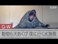 京都水族館で「夜のすいぞくかん」 動物たちもあくび