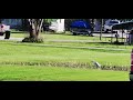 Heron Washing Off Its Catch :#Heron #WadingBirds #ChowTime #WaterPuddle #AlexandriaMO.
