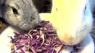 Bunny Rabbits Eat Salad From Plate