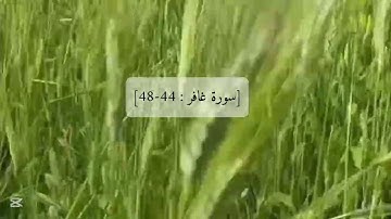 القرآن الكريم سورة غافر بصوت محمد الفقيه 