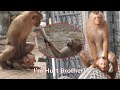 The Baby Monkey so Hurt From Another Monkeys, His Cry so Loud and Why he do that?