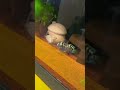 trung bình khi bạn nuôi phải cá giang hồ :) #memes