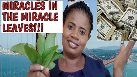 7 UNEXPECTED MYSTICAL, MAGICAL & SPIRITUAL BENEFITS OF MIRACLE LEAVES, NO ONE WILL EVER TELL YOU