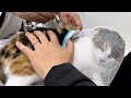 信じられない長さの寄生虫が出た保護猫。6倍の注射頑張ってきました