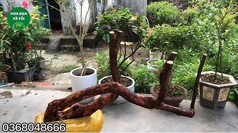 GL.sim rừng cây dáng bay siêu VIP.Hoa bạn và tôi