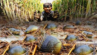 Cá Rô Đồng Chen Chúc Nhau Dưới Lớp Bùn Mùa Lúa Chín | amazing fishing a fisherman skill