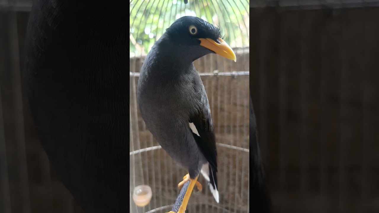 Suara Jalak kebo isian jinak#funny  #birds#shorts#viral#jalakkebogacor #reels#starlings#kicaumania 