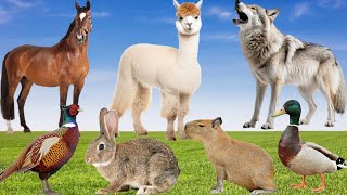 Funny Animal Sounds - Duck, Horse, Lama, Peasant, Wolf, Capybara, Rabbit - Learn Animals