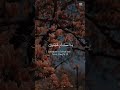 ماكان لبشر أن يؤتيه الله الكتاب والحكم والنبوة ❤️ تلاوة روحانية جميلة خاشعة ❤️ #قران_كريم