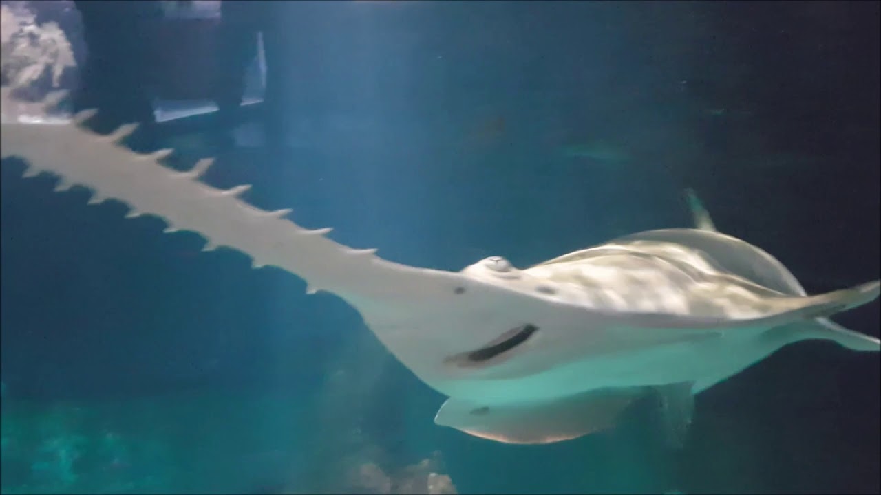 Il Pesce Sega all'Acquario di Genova