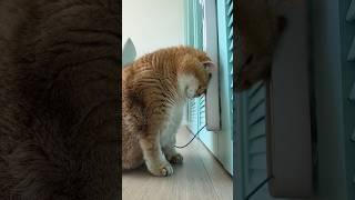 A very noisy toy! 🙀