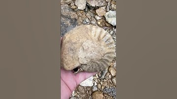 Nice Small AMMONITE FOSSIL discovery from a recent #fossilhunting day in a North Texas Creek
