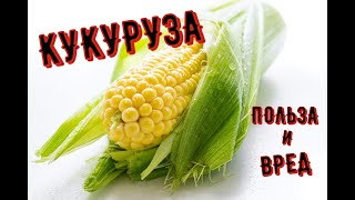 Кукуруза. Чем Полезна Кукуруза Для Человека?