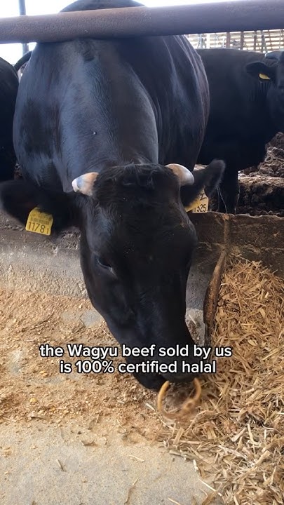 are-muslims-allowed-to-eat-wagyu-wagyucattle-japanesefood