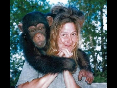 Video: ¿Qué edad tenía Travis el chimpancé?