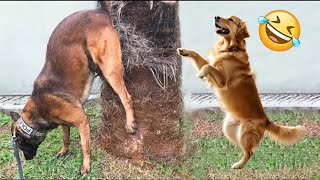 Be careful, don't laugh 🐕😺 Funny videos with dogs, cats and kittens😸part 11