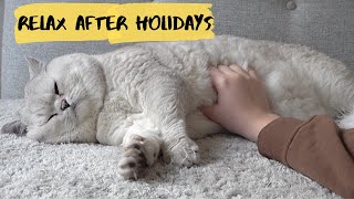 Super RELAXING video with cute Apollo