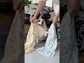 Dog Corgi Mypet Dog Corgi Mypet