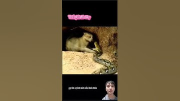 Chú mèo đã dũng cảm chiến đấu với một con rắn đang cố gắn tấn công mình#animals