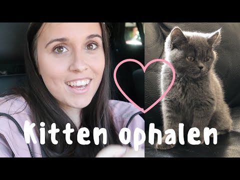 Video: Hoe Een Brits Kitten Te Kopen?