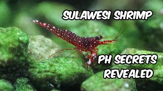 The Essential Role of pH in Sulawesi Shrimp Keeping