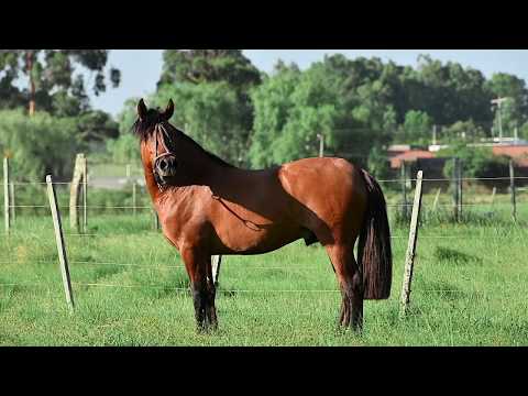 Pecho e Fierro de SAN Cupertino