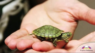 Aspect 10. Module 2 Saving the sea turtles