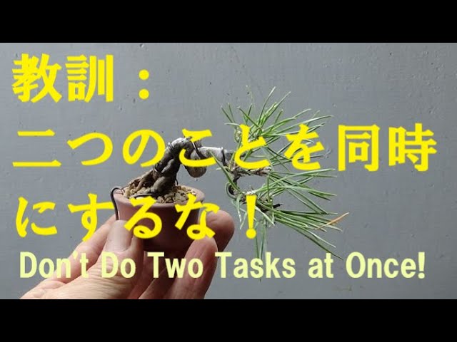 春嘉の盆栽工房 #46 石付きになったマメ黒松 Planting a mame