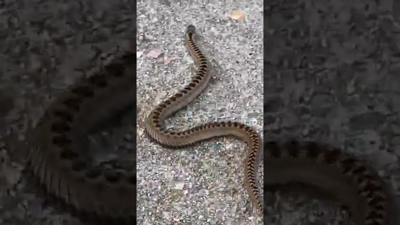 Baby Adder Snake Gracious Grace YouTube Baby Adder Snake Gracious Grace YouTube