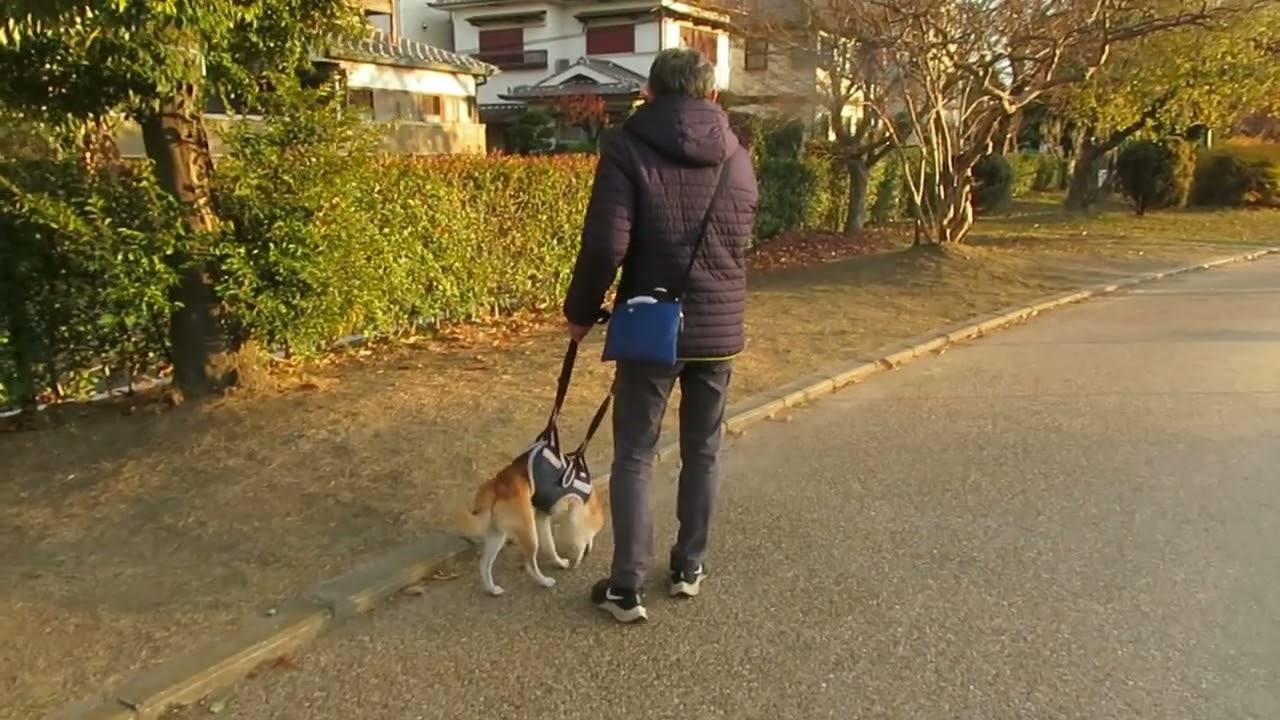 犬メンタリー健信は柴犬　バラ公園に行って来ました　2025年12月19日
