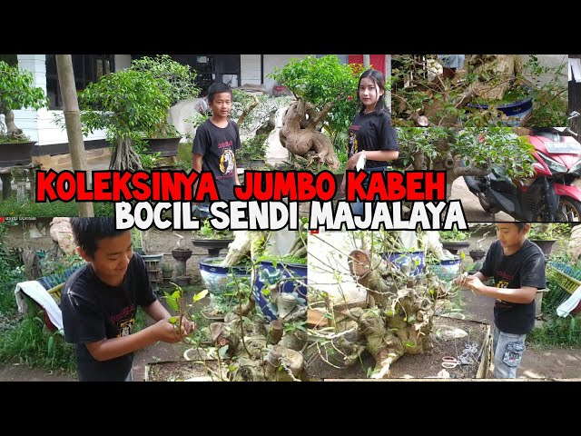 review koleksi bonsai bocil SENDI majalaya ... class=