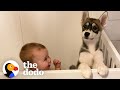 Baby Husky Grows Up With Baby Girl And They Do Everything Together | The Dodo Soulmates