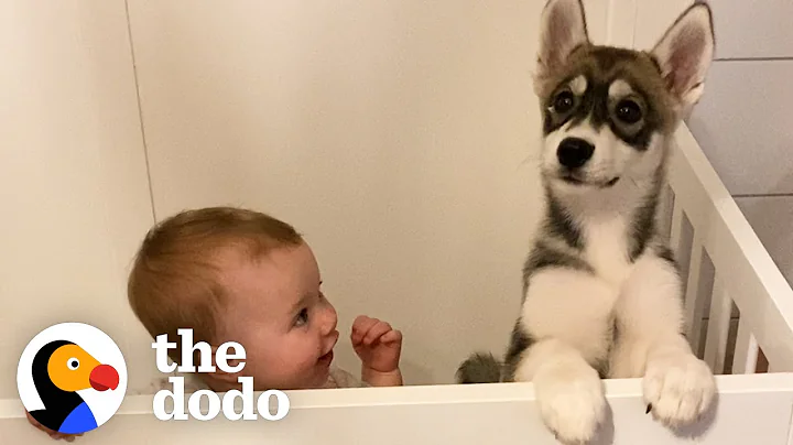 Baby Husky Grows Up With Baby Girl And They Do Everything Together | The Dodo Soulmates - DayDayNews