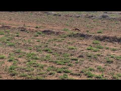 MONGOOSE MAGIC MOMENTS