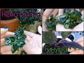 НЕМАТАНТУС/ГИПОЦИРТА/ЗОЛОТАЯ РЫБКА🌱Размножение🌸Черенкование🌱Укоренение🌸Посадка🌱Грунт🌸Полив🌱Гинура🌸