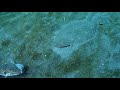 ヒラメの捕食