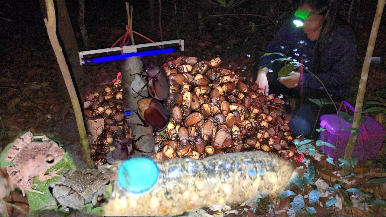 เทคนิคใหม่ๆหลายอย่าง!!ป่าดงพงพีคืนเดือนมืด!หมาน 2 เด้งในป่าเดียว!!แมงจินูนไข่ๆ เขียดน้อย!18ก.พ 2569