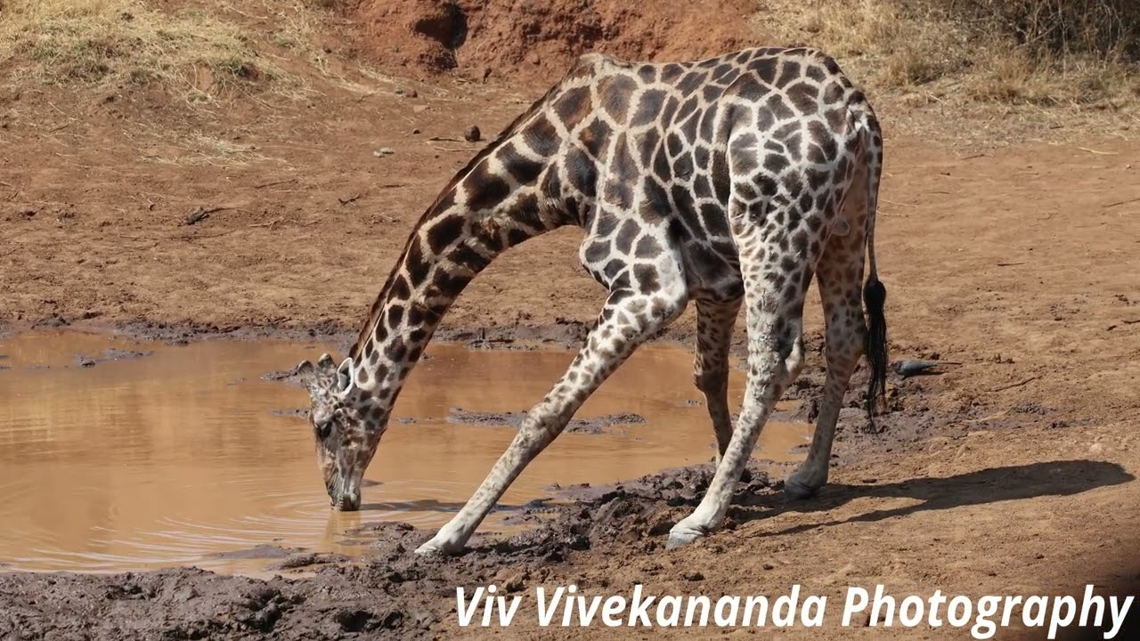 See large male Giraffe drink at waterhole in South Africa. Easier for predator attack in this pose