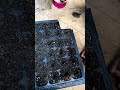 Can a 4-year-old actually plant a garden? (Wait for the giggle!) 😍#babygirl