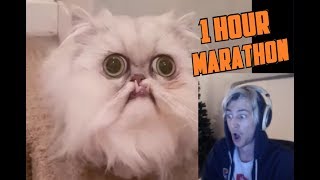 xQc Daily Dose of Internet Marathon! (1 HOUR)