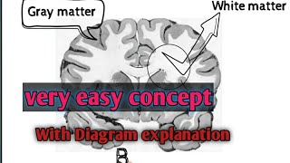 white and gray matter(animation)