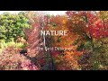 NATURE - The Best Designer | Fall Colors