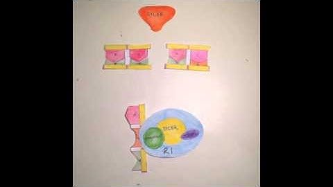 RNAi gene expression video