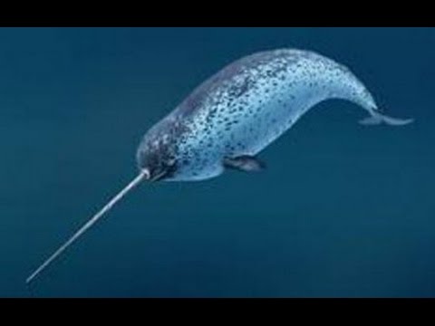 Нарвал Narwhal (Энциклопедия животных)