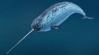 Нарвал - Narwhal (Энциклопедия животных)