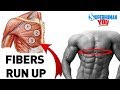 How To Get The Chiseled "Lower Chest Cup"